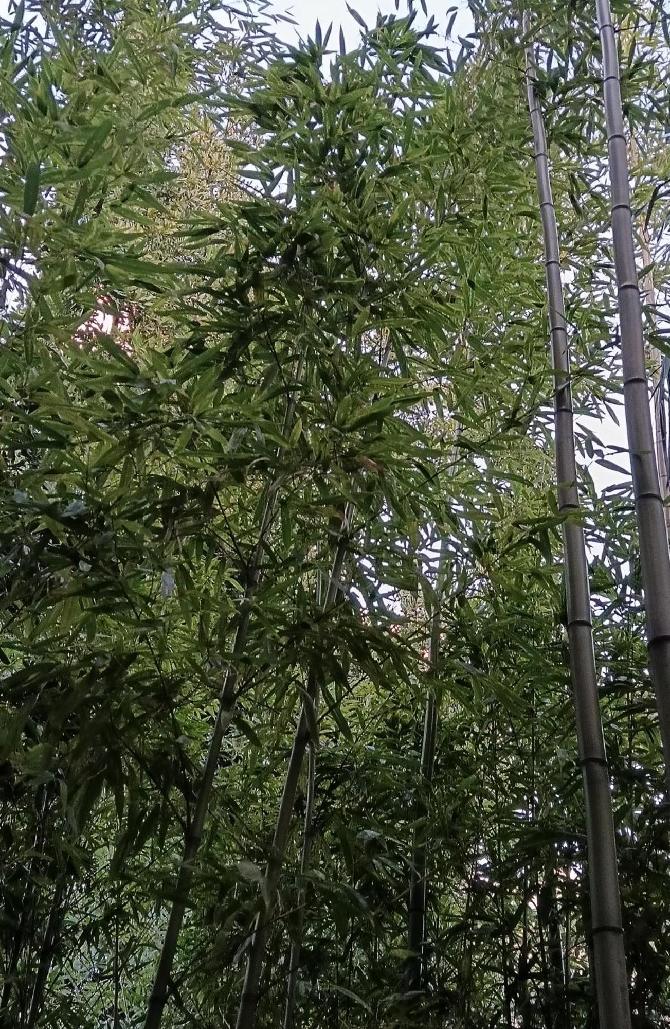 Bamboo Oasis Apartment With Terrace In The Garden And Free Parking, Рієка Екстер'єр фото